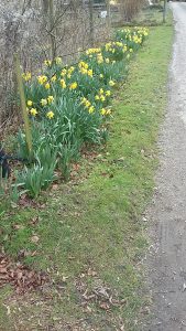 Daffodils